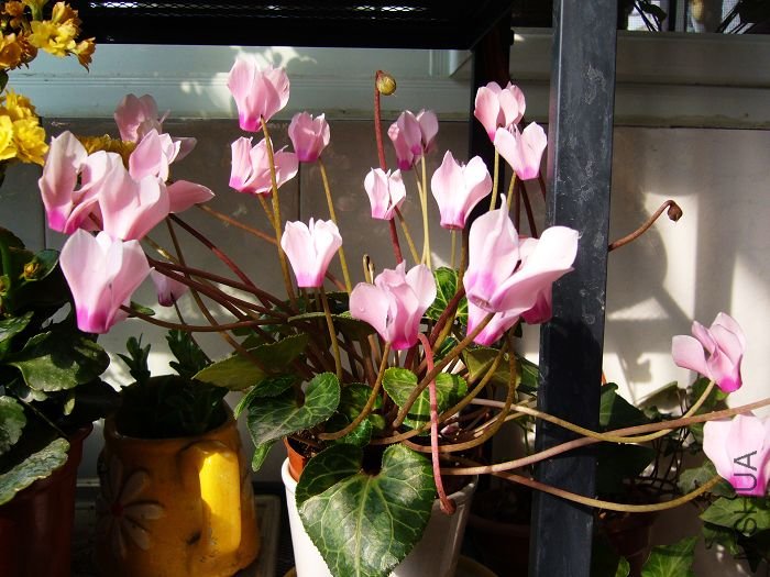 С��Խ��Խû��״