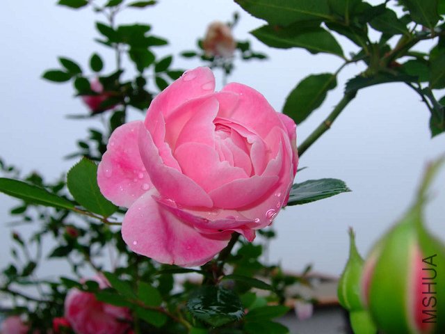 DSCF1736.jpg