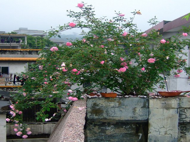 DSCF1742.jpg