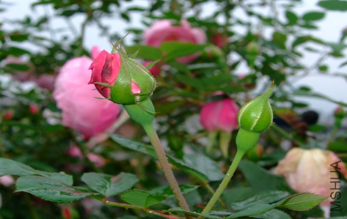 DSCF1737.jpg