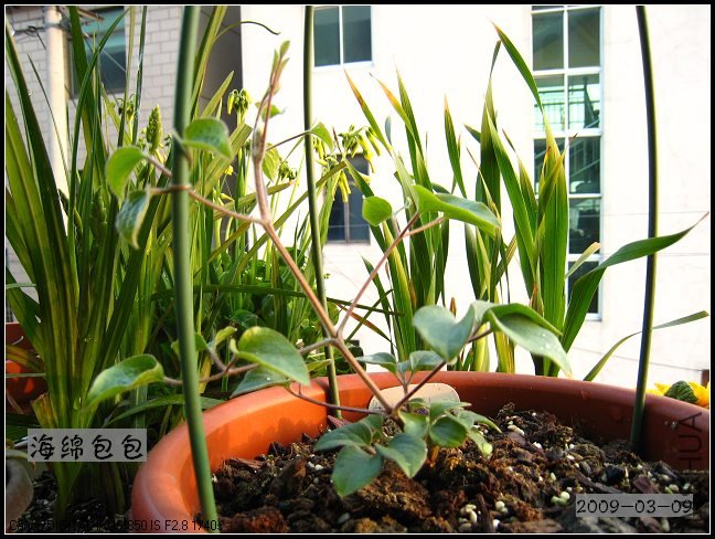 ��˹����Ů