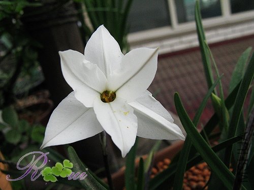 ����4#uniflorum Alberto Castillo 5.jpg