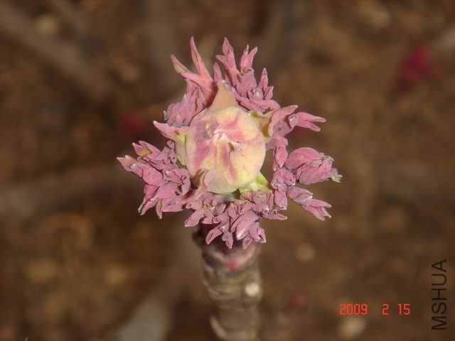 DSC01819-1.jpg
