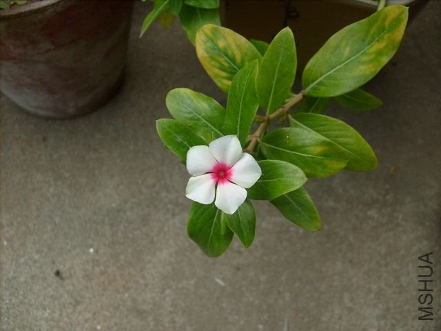 S7300705.JPG