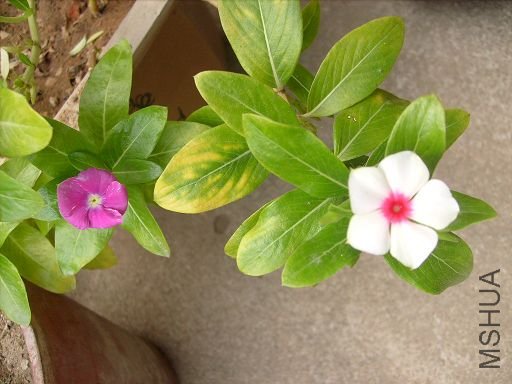S7300706a.jpg