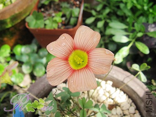 O'obtusa  Peach & cream 7.jpg