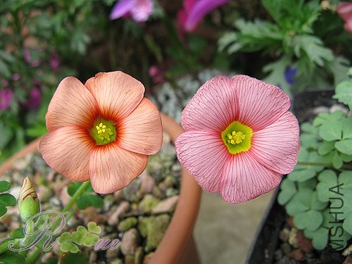 Oxalis Comosacv.sping charm-orange &obtusa Roose.jpg