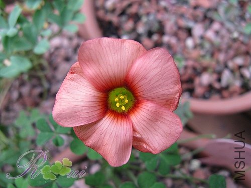 O'spring charm 'orange'5.jpg