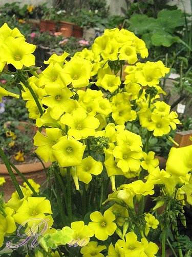 O'pes-capras ȸ�� 10.jpg