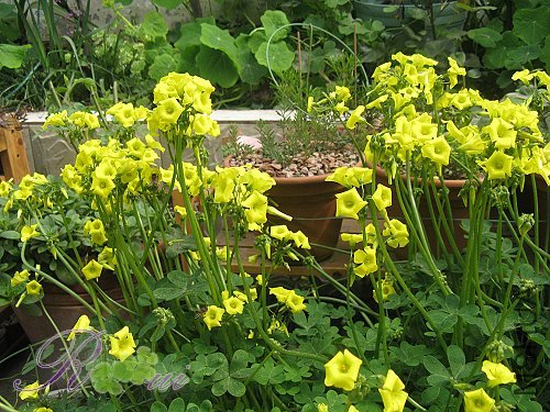 O'pes-capras ȸ�� 8.jpg