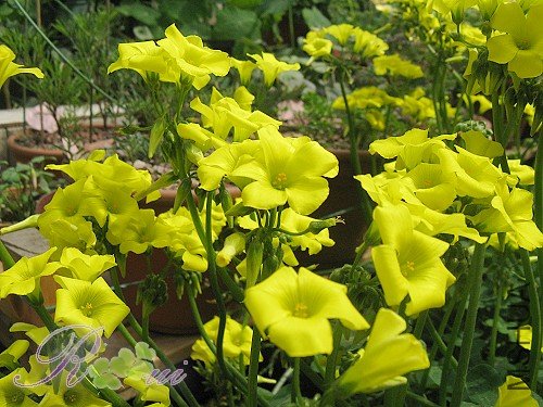 O'pes-capras ȸ�� 9.jpg