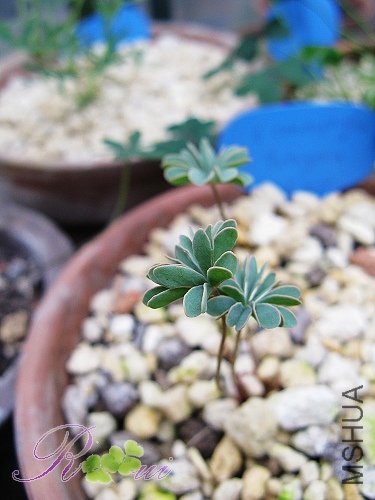 Oxali enneaphylla Patagonia 3.jpg