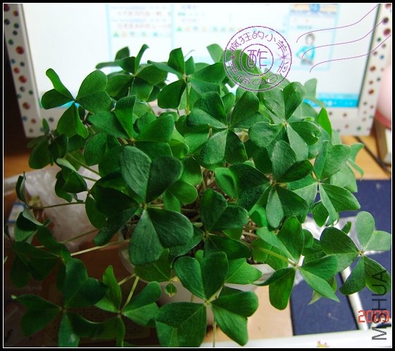 ��ҵ�ɽ������Ȼ�׿�������Ҷ��Ҳ����Ŷ~~