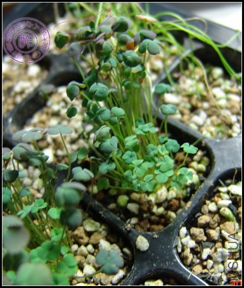 Ǥ��ĳ���������oxalis first love