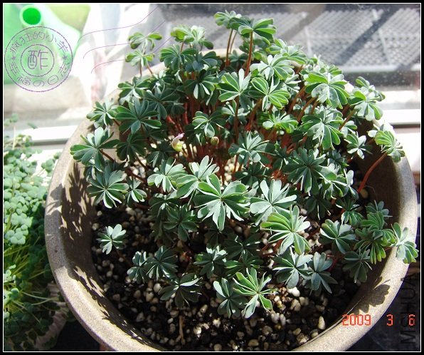 ���������ˣ�����һ��Ҳ���Ƽ�������С����һ��