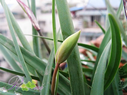 ԭ���� 2.jpg