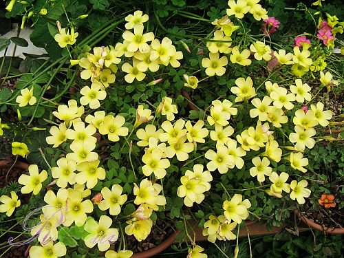 O'obtusa sunset 28.jpg