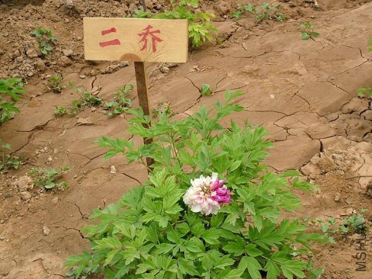 20050705145002008.jpg