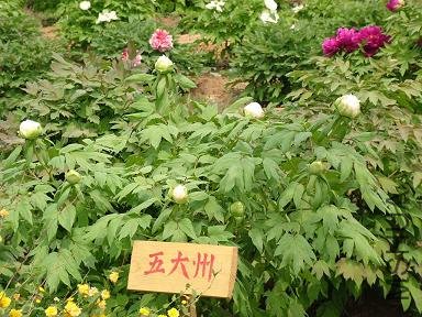 200507051450019453.jpg