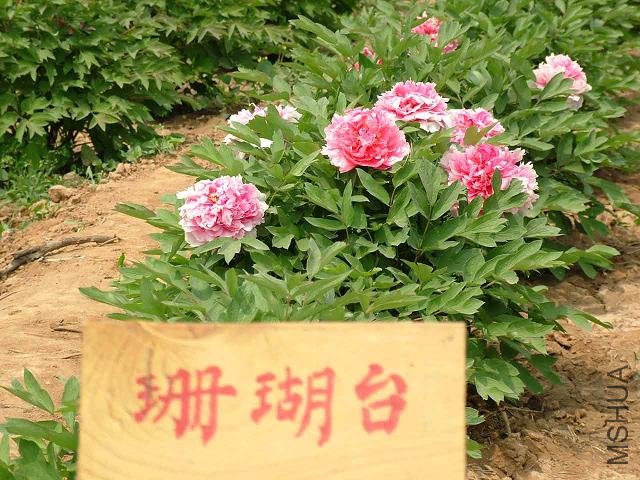 200507051450019695.jpg