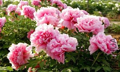 c984fea360c757b1cbefd0e0.jpg