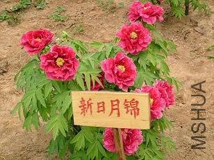 20050705145002109.jpg