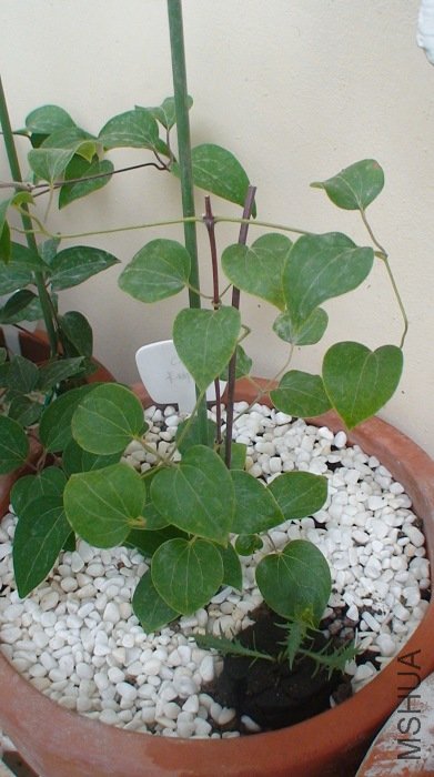 3.11�յĿ�����, �����Ϲ���5��.