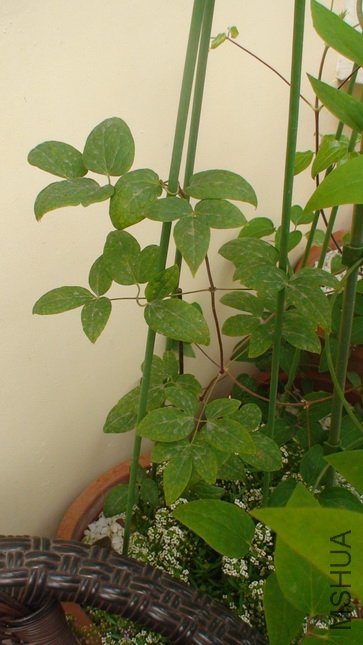 �����Ǽ���������ӵ�.