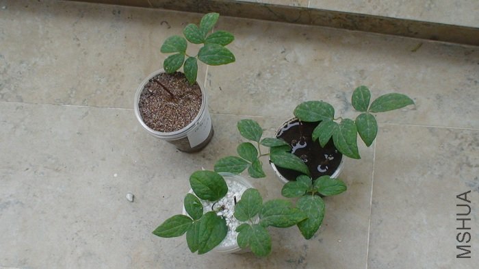 ���ֽ�����Ǥ�������.