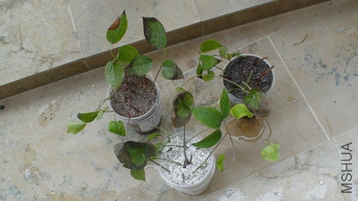 �������ֽ���Ǥ�������ӣ�����ҶƬ�ϵĺ�ɫ�����˰ɣ��Ǿ��Ǻ�֩��ɵĻ��¡�