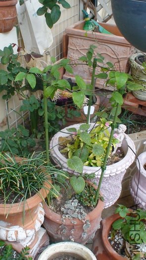 2.19�յ�������, ��ʱ����һ��,�������˺�֩��, Ҷ�Ӿ��ѿ�����.