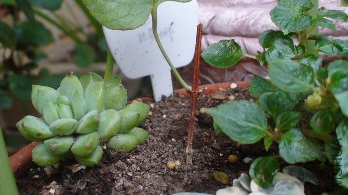 Ҳ�Ǽ�������ڶ��ڡ�׼��׷�ʺ��ٻ���, ����һ��.