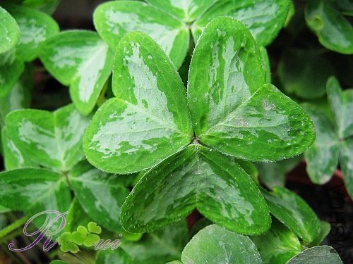 ɽ������Ҷ 2.jpg