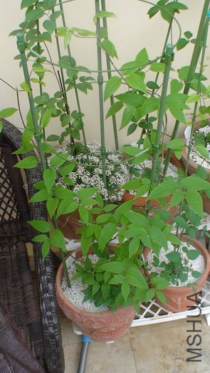 ����2��19�յ�����(��ʮ��ǰ)����������ή������ժ�ˡ�ժ���ֳ����˺ܶ�ܶ��С��ѿ����ǿ���ˣ�ϣ����֦ ...