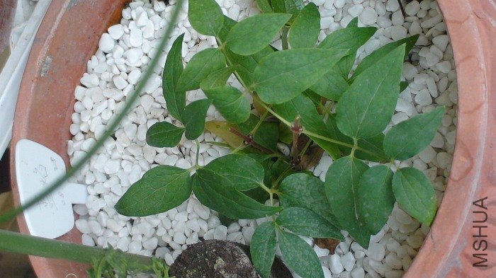 �ٿ���������ӡ���֦���Ǽ�������ڶ��ڵ�λ�á�ϣ��׷�ʺ�Ѹ�һ�����ٴ߶�Щѿ����.