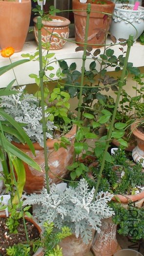 �����ϸ���19�ŵ�ͼƬ���������ֳ��˺ö࣬����Խ��Խ׳��