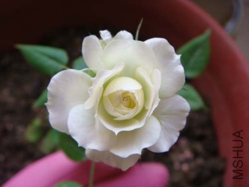 ���������������ĵ�