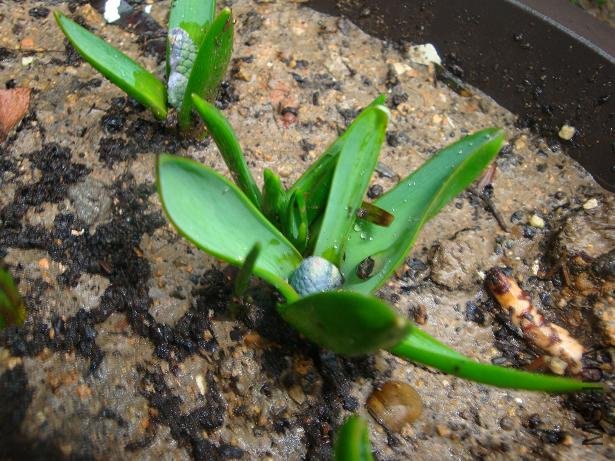 �ܲ�����˼ ��������