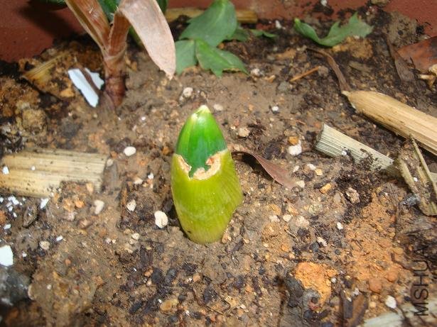 ���з�ѿ��