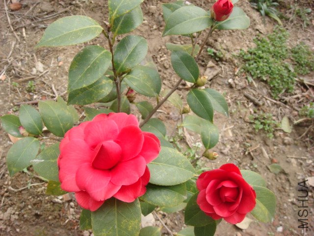 DSC04682.JPG