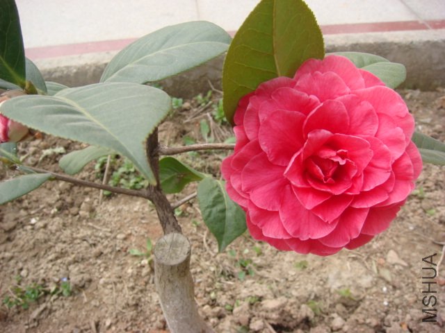 DSC04683.JPG
