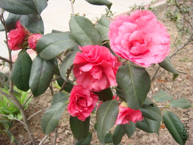 DSC04684.JPG
