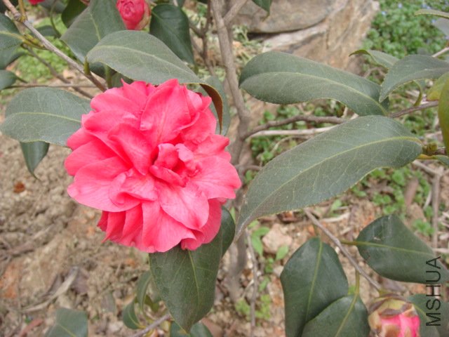 DSC04685.JPG