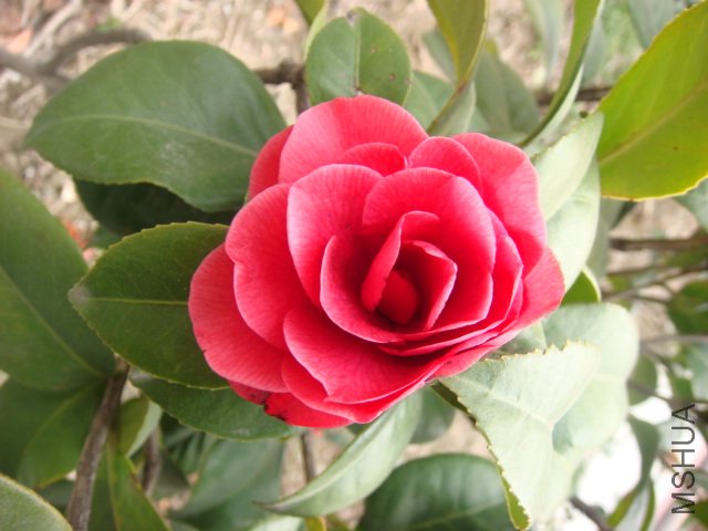 DSC04681.JPG