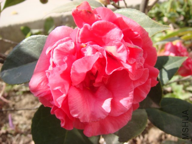 DSC03930.JPG