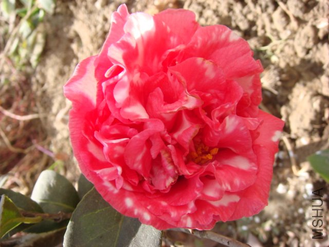 DSC03931.JPG