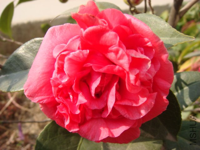 DSC03921.JPG