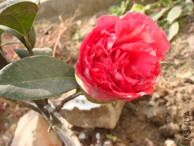 DSC03922.JPG