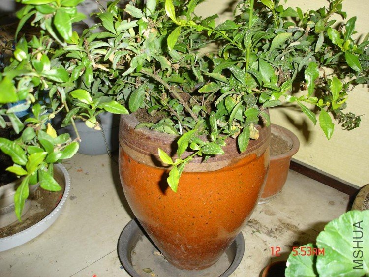 �������ѩ��