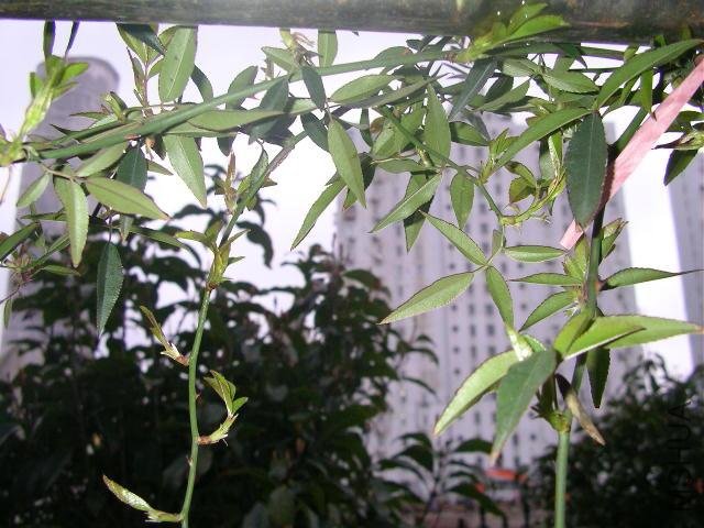 SANY0203.JPG